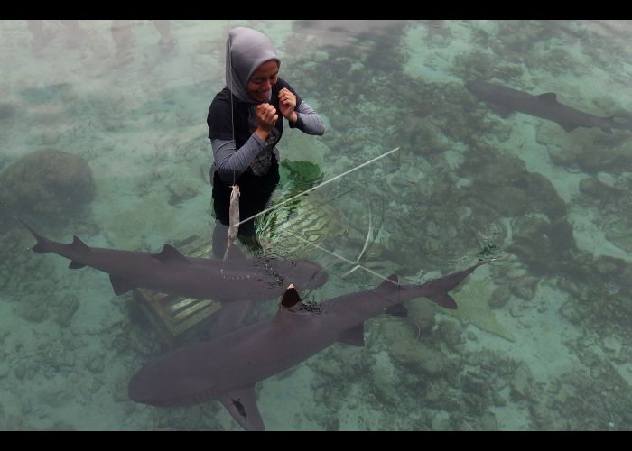 Penangkaran Hiu di Karimunjawa