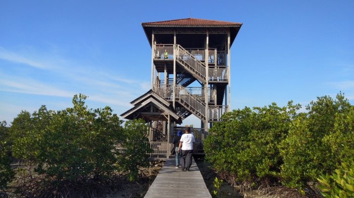 Tracking Mangrove di Karimunjawa